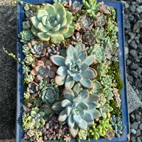 多肉植物いろいろ,多肉寄せ植え,可愛い,お気に入り♡,やったね！の画像