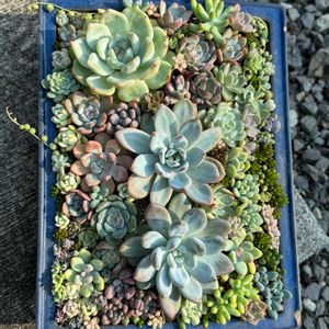 多肉植物いろいろ,多肉寄せ植え,可愛い,お気に入り♡,やったね！の画像