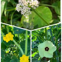 セリ,キュウリの花,オクラ♡,病気に負けない心,明日はきっと良い日になるの画像