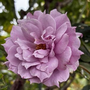 ノヴァーリス,地植え,マイガーデン,太陽大好き,植物大好きの画像
