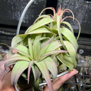 チランジア,観葉植物,成長記録,エアープランツ/チランジア,エアー プランツの画像