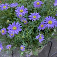 ツユクサ,ブラキカム,花のある暮らし,美しく青きドヨウ,おうち園芸の画像