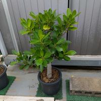 ガジュマル,熱帯植物,沖縄の画像