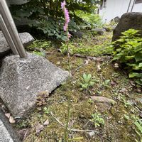 ネジバナ,ネジバナ,綟摺,綟摺,モジズリの画像