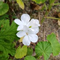 ゼラニウム,ゼラニウム,チームGS♡,庭の画像