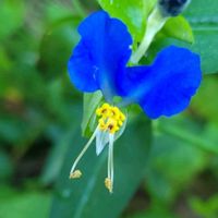 ツユクサ,ルリタマアザミ,クレロデンドルム・ブルーウィング,爽やか,花のある暮らしの画像