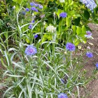 アルストロメリア,ヤグルマギク,朝顔,ミニアサガオ,花のある暮らし♡の画像
