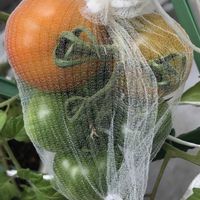 ミニトマト,ミニトマト,鉢植え,いただきもの,ミニトマト苗の画像