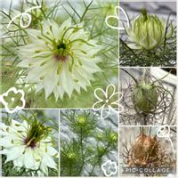 ニゲラ,植物のある暮らし,ほしつながり,たいせつななかま♡,へぴょんのニゲラの画像