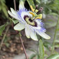 エキナセア,トケイソウ,ハイビスカス ロバツス,暑さに負けるな‼️,蒸し暑さマックスの画像