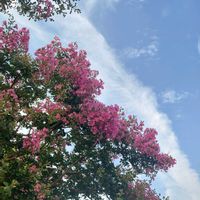 サルスベリ,お散歩,季節の花,風景,おでかけ先の画像