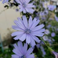チコリ,チコリ,チコリ,ルコウソウ,小さな庭の画像