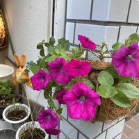 サフィニアの画像