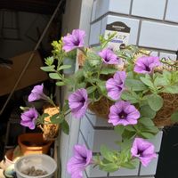 サフィニアの画像