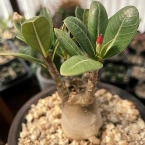 アデニウム,アデニウム アラビカム,アデニウム　タイニーベル,多肉植物,塊根植物の画像