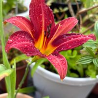 ヘメロカリス,ワスレグサ,おうち園芸の画像