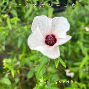 ヤノネボンテンカ,やのねぼんてんか,地植え,ガーデニング,毎年咲いてくれますの画像