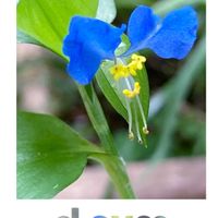 アゲラタム,ツユクサ,日本朝顔,曜白朝顔,白花夕顔の画像