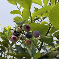 ブルーベリー,ブルーベリー,ブルーベリー,花いろいろ,実のある暮らしの画像