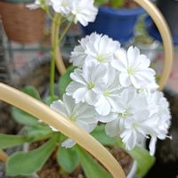 ルピナス,レウィシア,いつもありがとう♡,優しい気持ち,花手水の画像