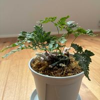 トキワシノブ,石化トキワシノブ,石化トキワシノブ,観葉植物,室内の画像
