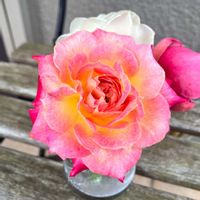 プリンセスヴェール,花のある暮らし,バラ・ミニバラ,週末ガーデナー,みどりのある暮らしの画像