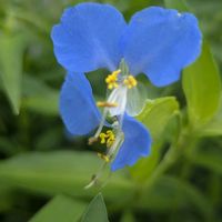 ツユクサ,ツユクサ,露草,露草,露草の画像
