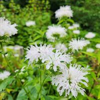 ベルガモット,モナルダ,モナルダ,山野草,森の中の画像