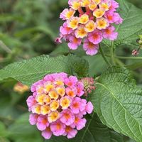 ランタナ,植物のある暮らし,ピンクとイエロー,花友さんに感謝,G,Sの皆さんに感謝の画像