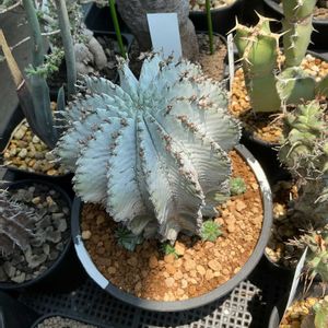 ユーフォルビア・ホリダ,ユーフォルビア ボンゲンシス,イポメア ウェルウィッチー,多肉植物,塊根植物の画像