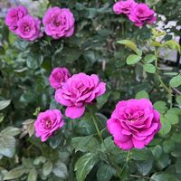 オキザリス・トライアングラリス,バラ パウルクレー,プラムパーフェクト,バリスタ,八重咲きペチュニア　ベルチャーム　ウェンディの画像