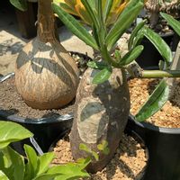アデニウム オベスム,パキポディウム・サキュレンタム,パキポディウム・サキュレンタム,パキポディウム・サキュレンタム,多肉植物の画像
