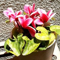 シクラメン,鉢植え,東側の半日陰の画像