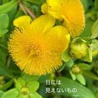 ヒペリカム,花のある暮らしの画像