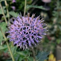 ルリタマアザミ,紫の花,小庭,寒冷地,耐寒性ゾーン6bの画像