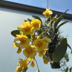 ユーフォルビア属,デンドロビウム リンドレイ,デンドロビウム リンドレイ,多肉植物,観葉植物の画像