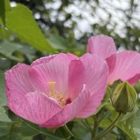 フヨウの画像