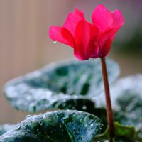 ベランダガーデニング,癒し…♡,おうち園芸,一眼カメラ撮影,ベランダの画像