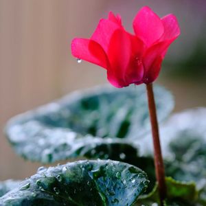 ベランダガーデニング,癒し…♡,おうち園芸,一眼カメラ撮影,ベランダの画像