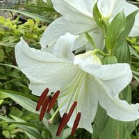 カサブランカ,スマホ撮影加工なし,花の15年組,庭の画像