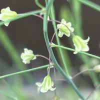 アスパラガス,野菜の花,北海道,札幌の画像