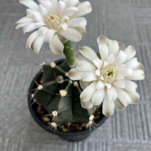 ギムノカリキウム,牡丹玉,サボテンの花の画像