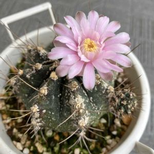 ギムノカリキウム,サボテンの花,かわいいな♡の画像