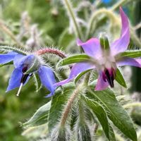 ボリジ,ボリジ,癒し,青い花,ブルーの画像