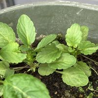 ビオラ,鉢植え,種からの画像