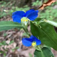 アジサイ,アメリカンブルー,キキョウ,ツユクサ,紫陽花の画像