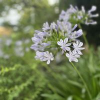 アガパンサス,花のある暮らし,埼玉県,幸せを感じる,心に笑顔の花をの画像