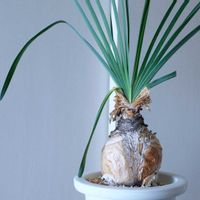 ブーファン・ディスティチャ,塊根植物,ベランダの画像
