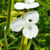 スイカ,ナス,サフィニア,ズッキーニ(黄),つゆくさの画像