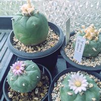 ロフォフォラ,多肉植物,開花,成長記録,大きくな〜れ！の画像